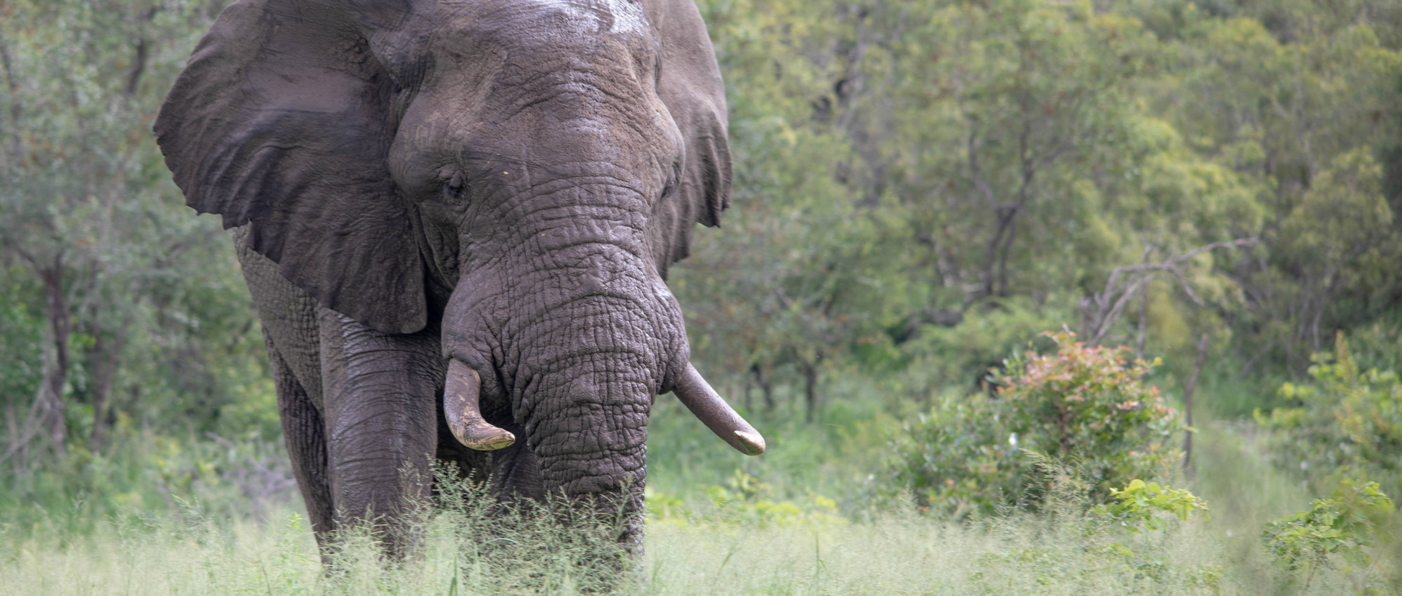 Elephant Whispers